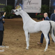 Arabian National Breeder Finals - 2017