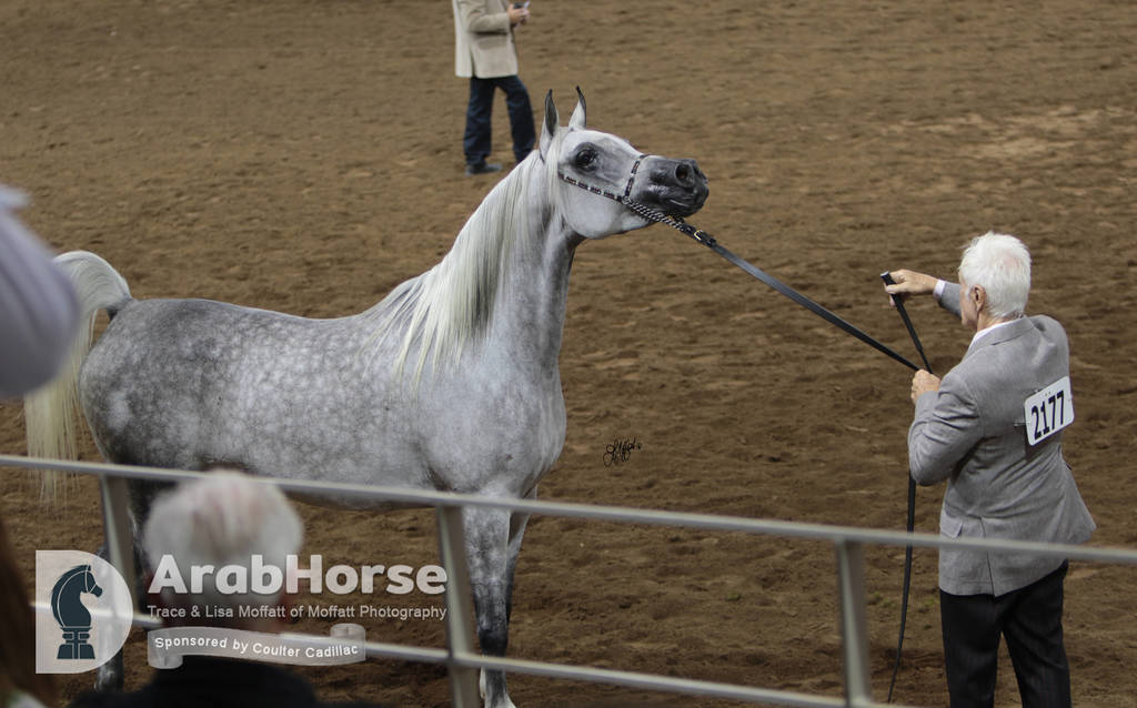 Arabian National Breeder Finals - 2017