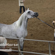 Arabian National Breeder Finals - 2017