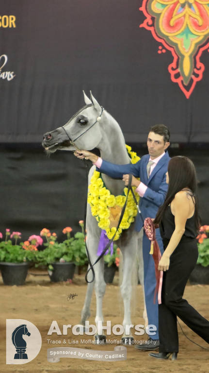 Arabian National Breeder Finals - 2017