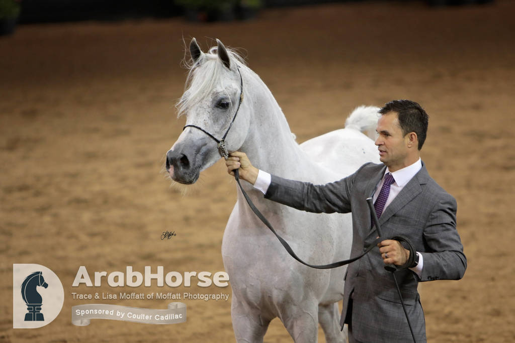 Arabian National Breeder Finals - 2017
