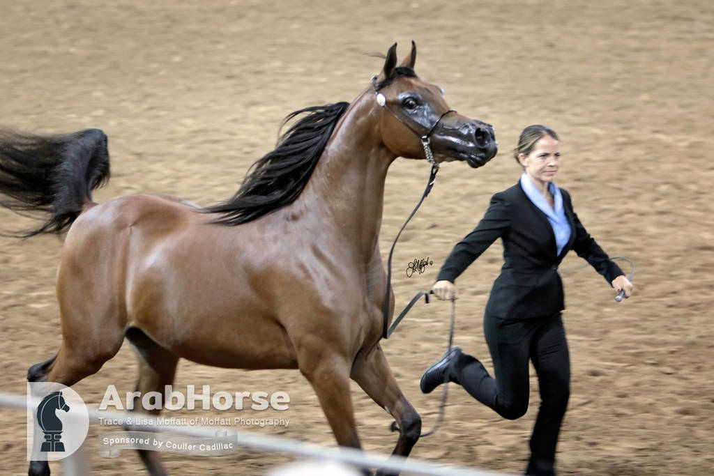 Arabian National Breeder Finals - 2017