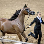 Arabian National Breeder Finals - 2017