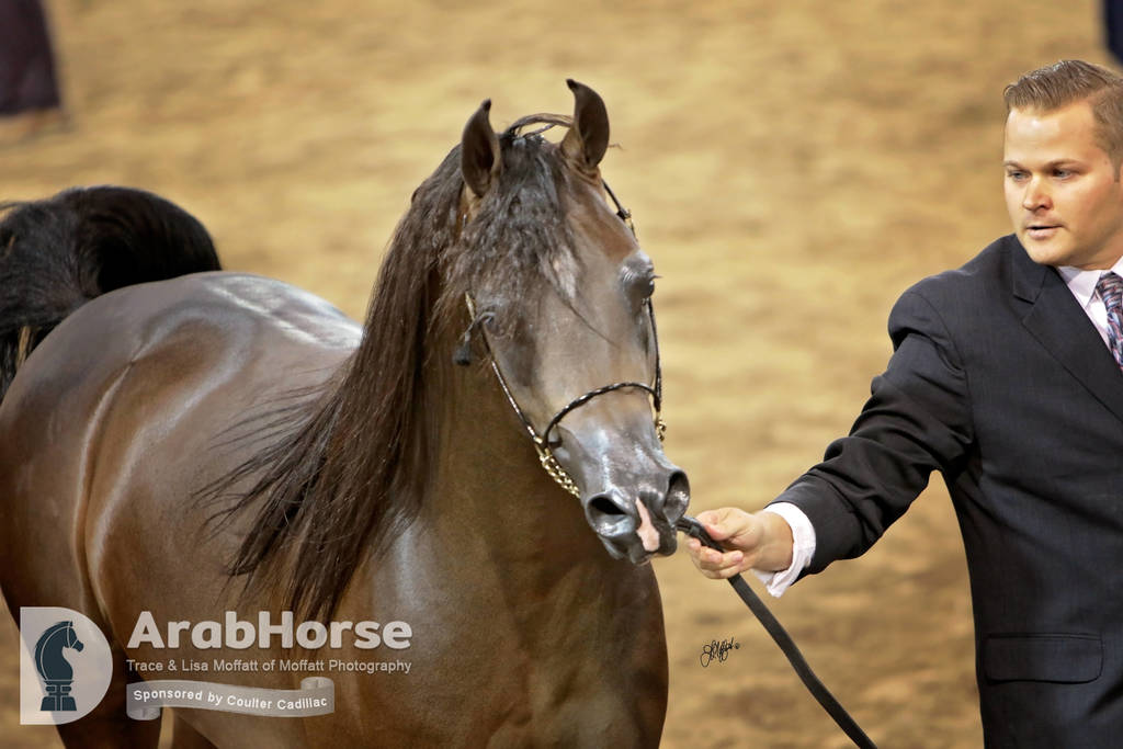 Arabian National Breeder Finals - 2017