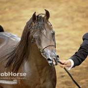 Arabian National Breeder Finals - 2017