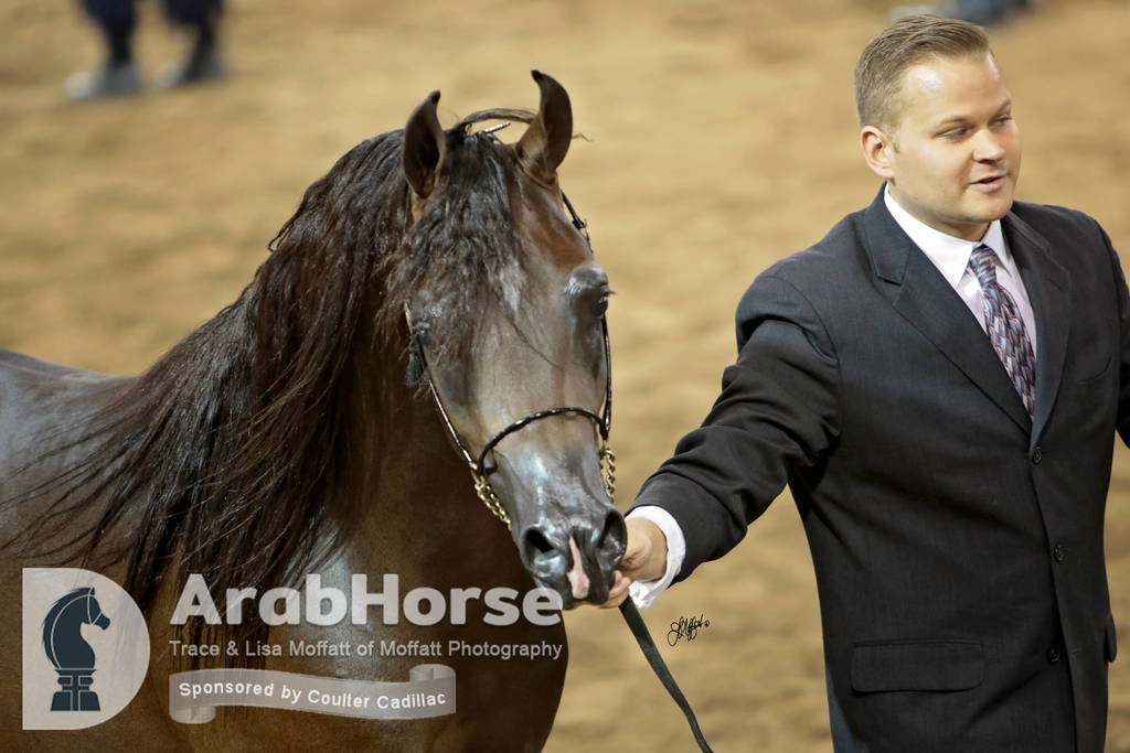 Arabian National Breeder Finals - 2017
