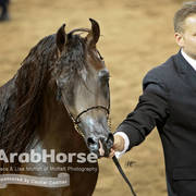 Arabian National Breeder Finals - 2017