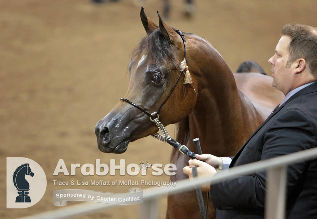 Arabian National Breeder Finals - 2017