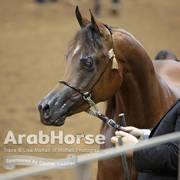 Arabian National Breeder Finals - 2017