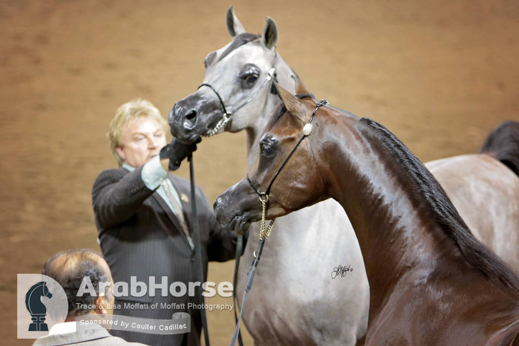 Arabian National Breeder Finals - 2017
