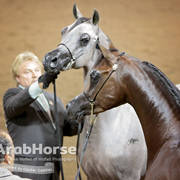 Arabian National Breeder Finals - 2017