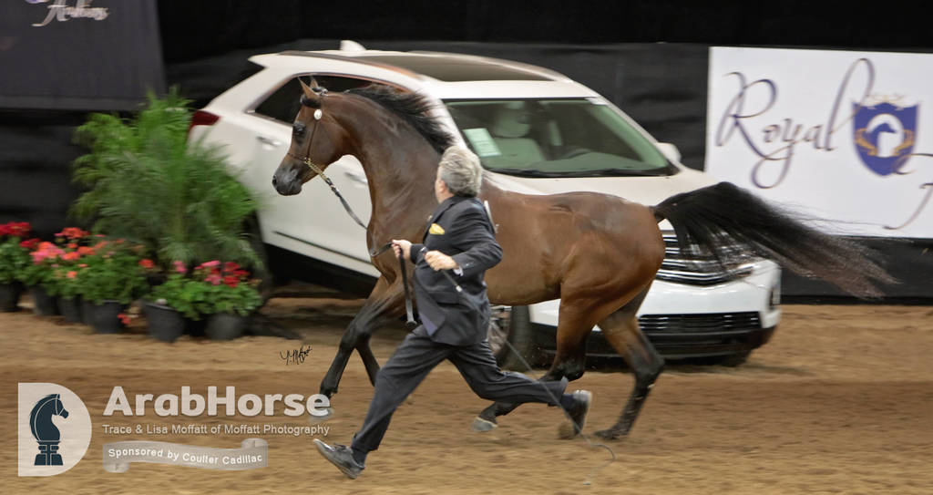 Arabian National Breeder Finals - 2017