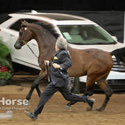 Arabian National Breeder Finals - 2017