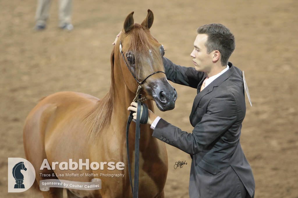 Arabian National Breeder Finals - 2017