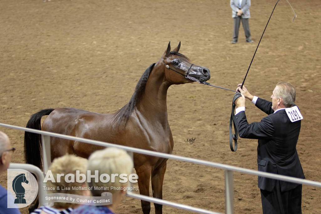 Arabian National Breeder Finals - 2017
