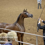 Arabian National Breeder Finals - 2017