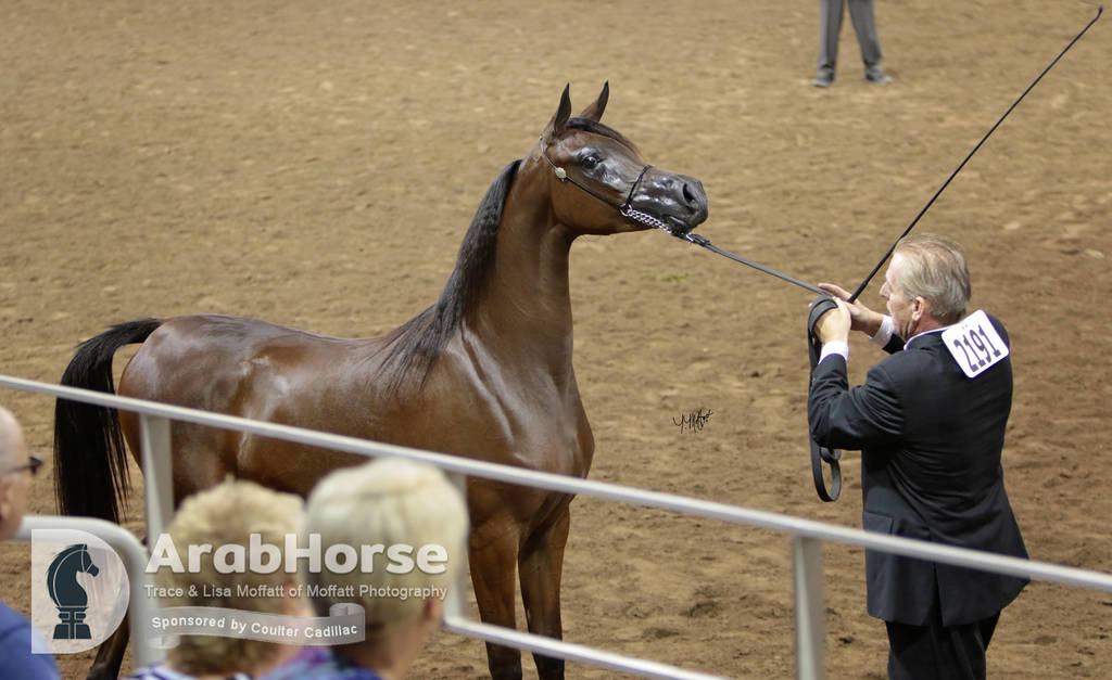 Arabian National Breeder Finals - 2017