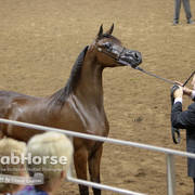 Arabian National Breeder Finals - 2017