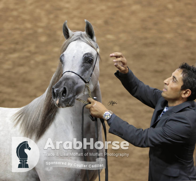 Arabian National Breeder Finals - 2017