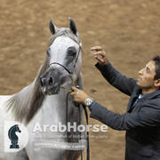 Arabian National Breeder Finals - 2017