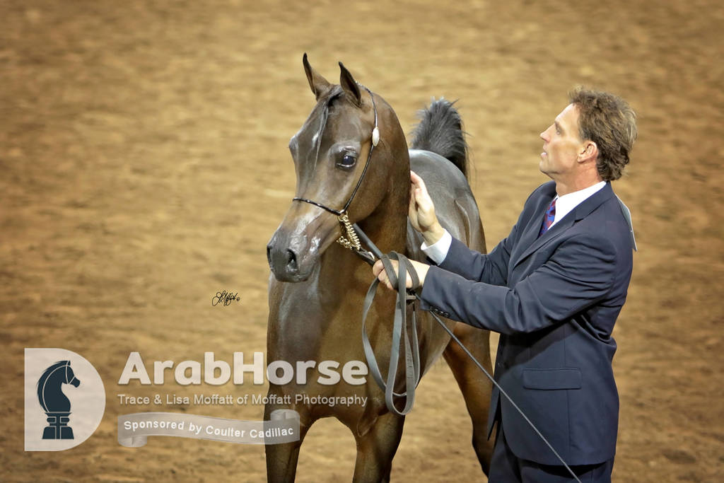 Arabian National Breeder Finals - 2017