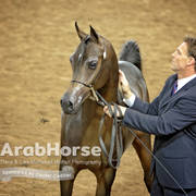 Arabian National Breeder Finals - 2017