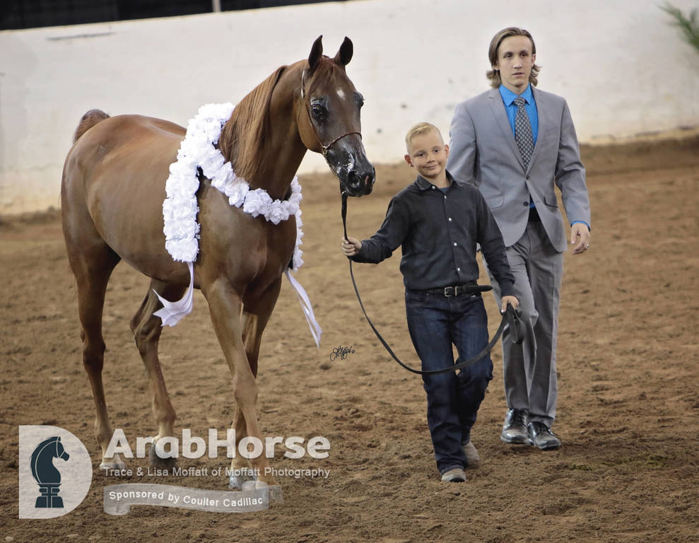 Arabian National Breeder Finals - 2017