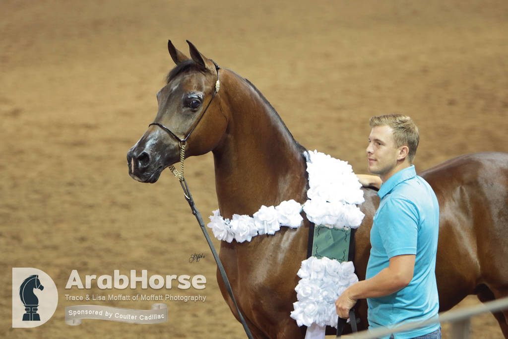 Arabian National Breeder Finals - 2017