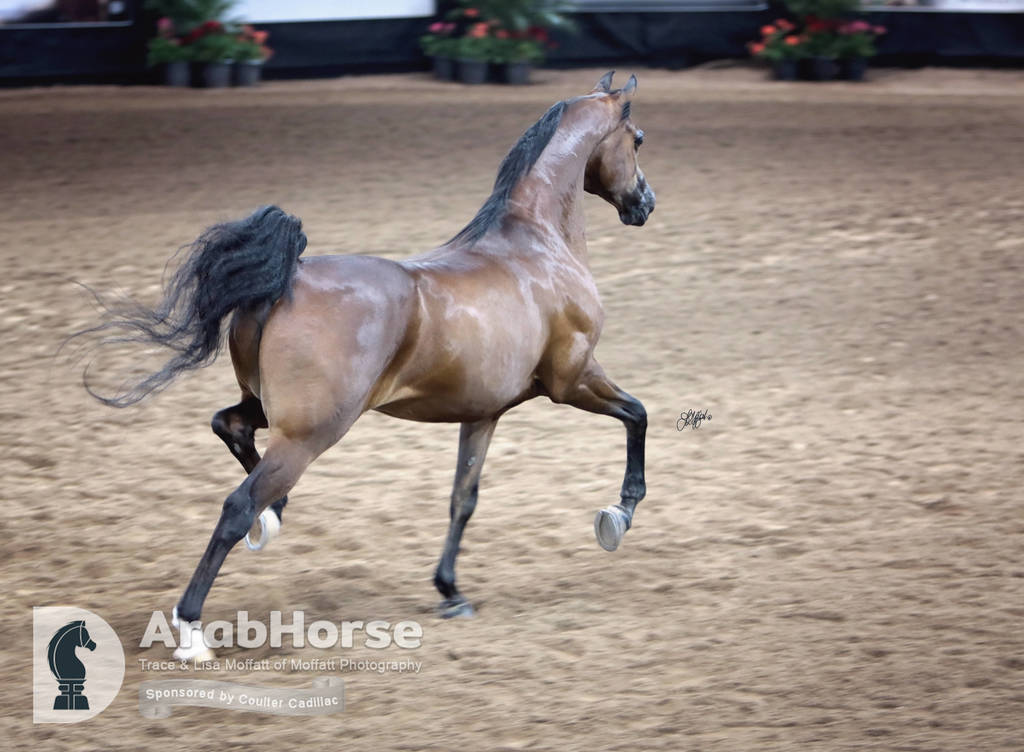 Arabian National Breeder Finals - 2017
