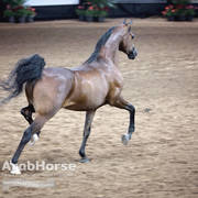 Arabian National Breeder Finals - 2017