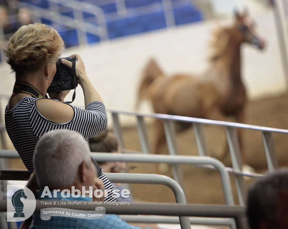 Arabian National Breeder Finals - 2017