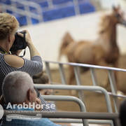 Arabian National Breeder Finals - 2017