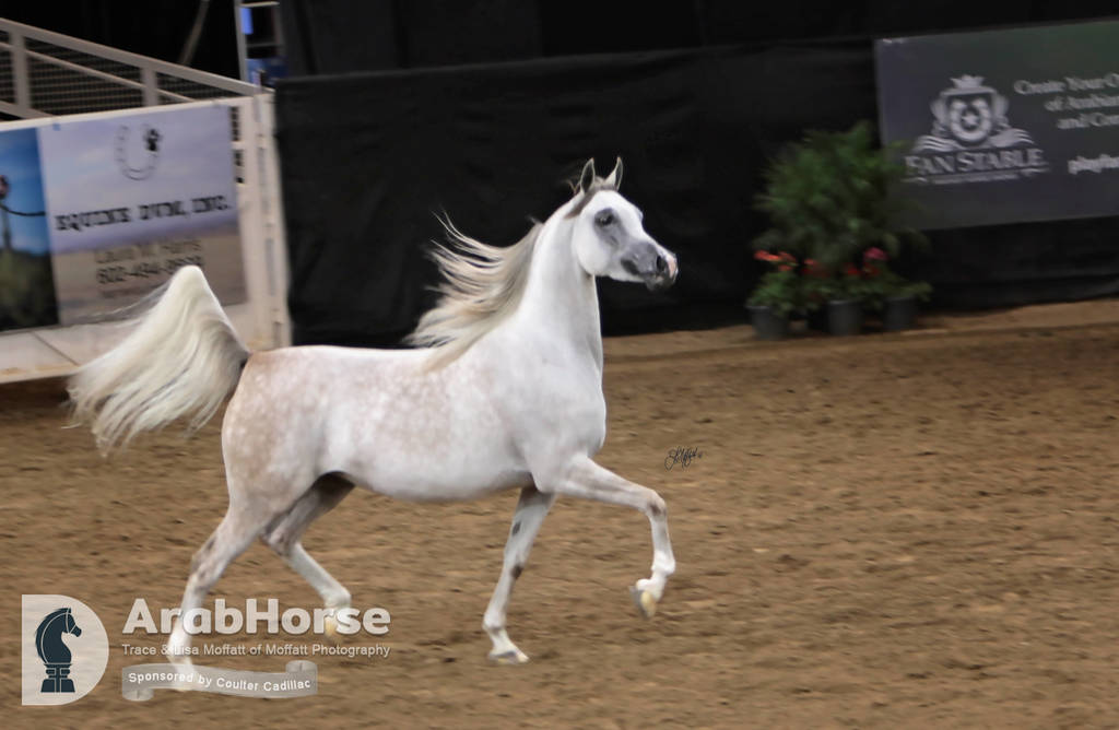 Arabian National Breeder Finals - 2017