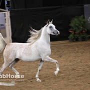 Arabian National Breeder Finals - 2017