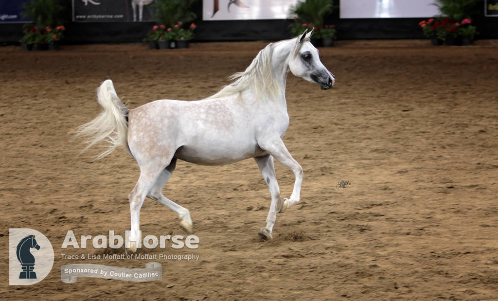 Arabian National Breeder Finals - 2017