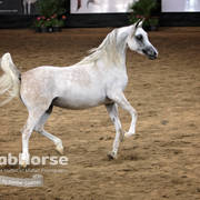 Arabian National Breeder Finals - 2017