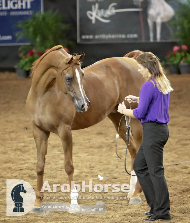 Arabian National Breeder Finals - 2017