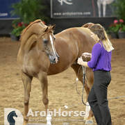 Arabian National Breeder Finals - 2017