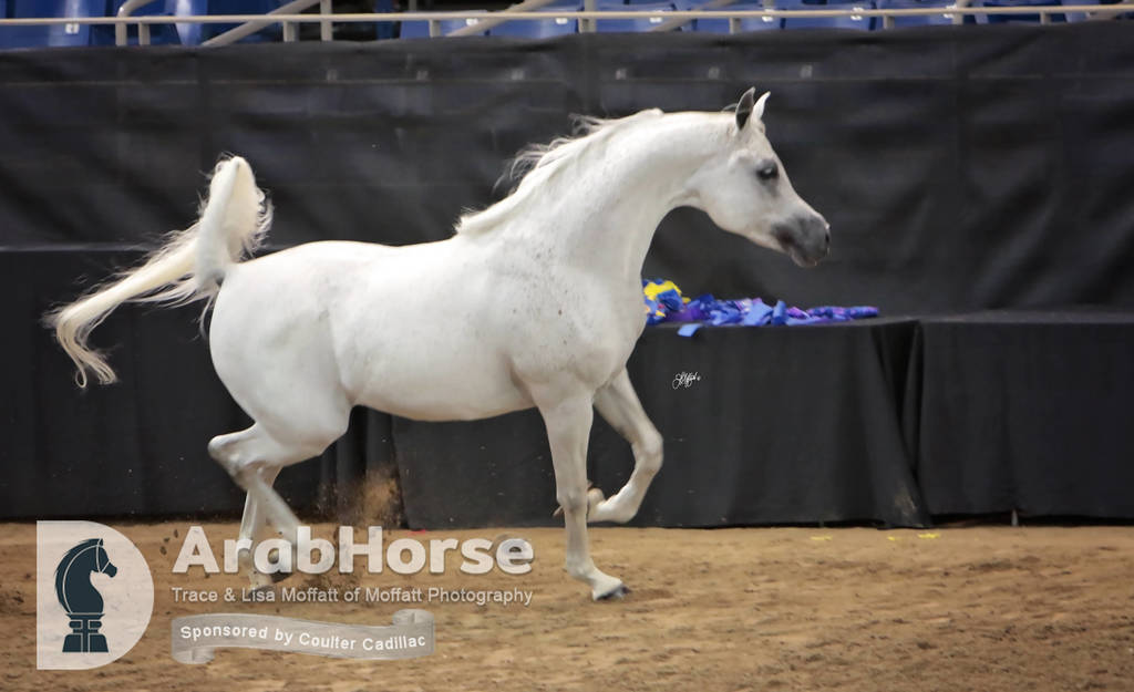 Arabian National Breeder Finals - 2017