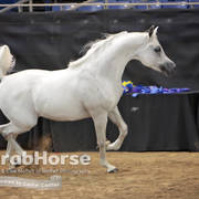 Arabian National Breeder Finals - 2017