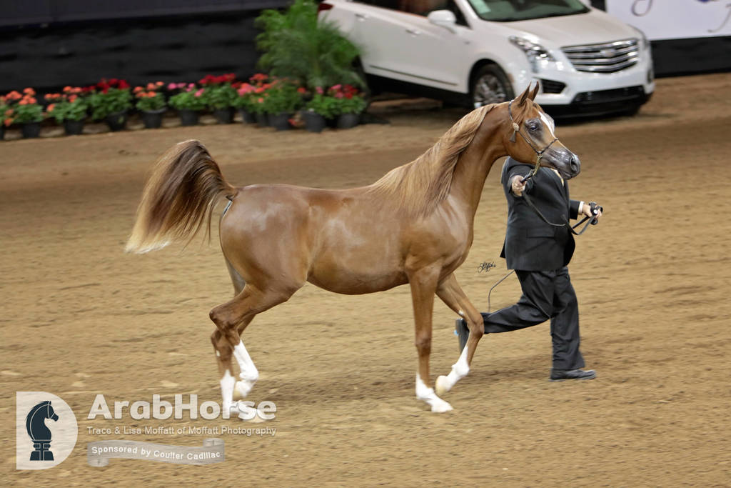 Arabian National Breeder Finals - 2017