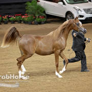 Arabian National Breeder Finals - 2017