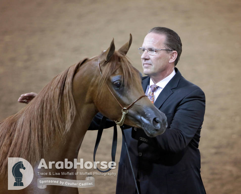 Arabian National Breeder Finals - 2017