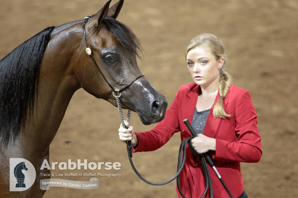 Arabian National Breeder Finals - 2017