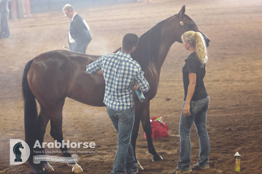 Arabian National Breeder Finals - 2017