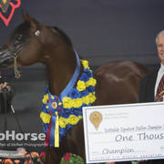 Arabian National Breeder Finals - 2017