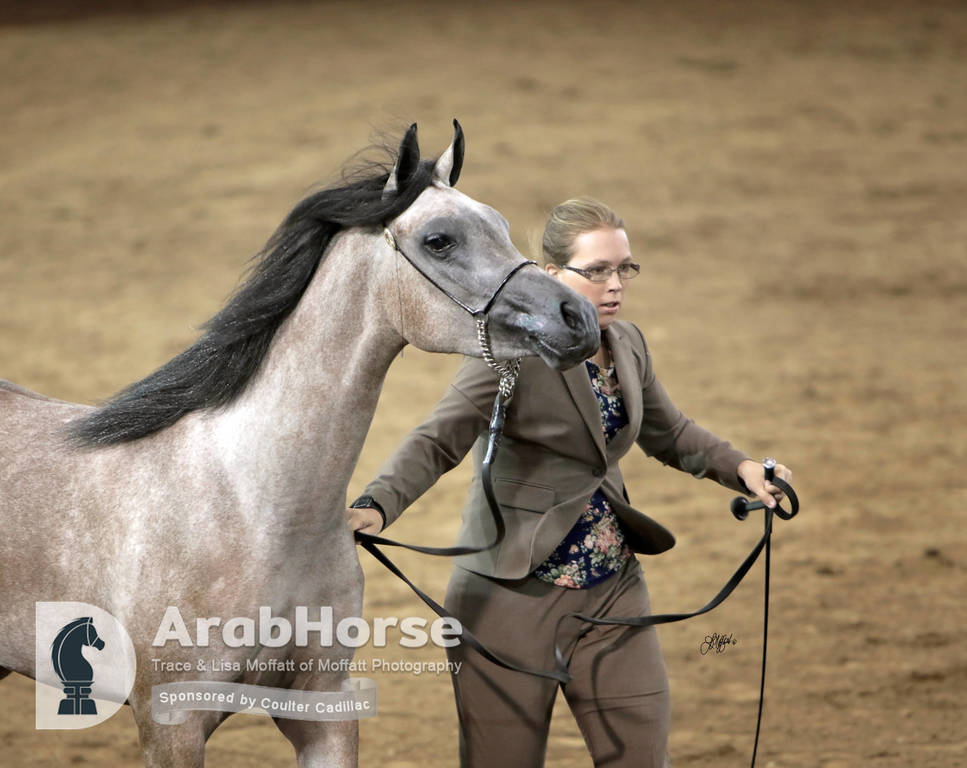 Arabian National Breeder Finals - 2017