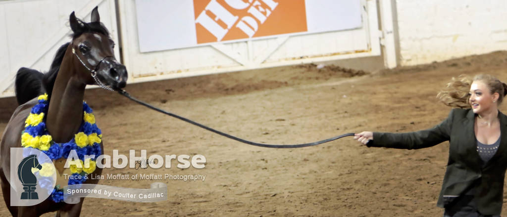 Arabian National Breeder Finals - 2017