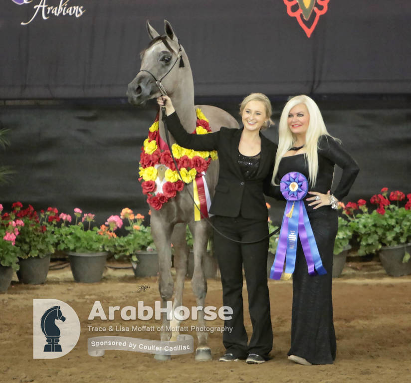 Arabian National Breeder Finals - 2017