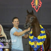 Arabian National Breeder Finals - 2017